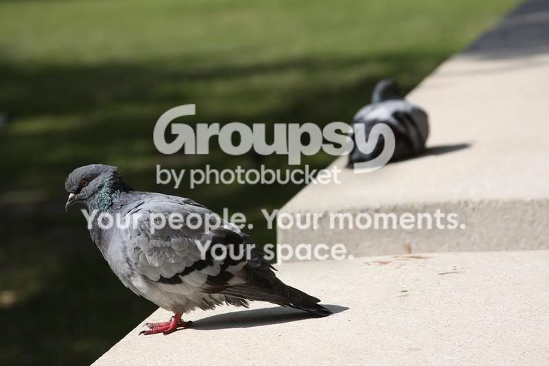 IMG_1494pigeon.jpg