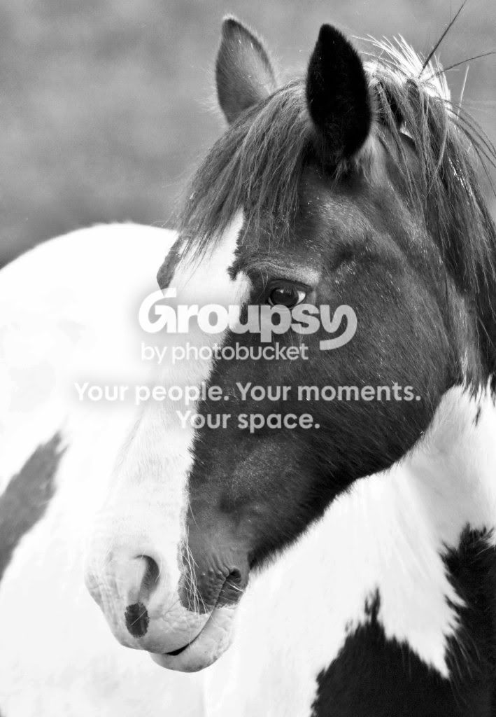 horsebw-1.jpg