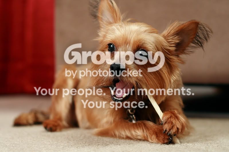 DogPortrait2.jpg