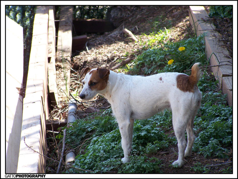 Jack_Russell_II_by_Dominick_AR.jpg