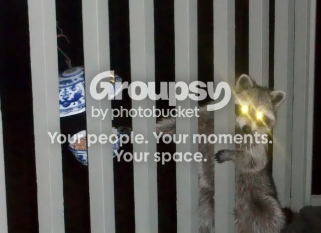coon.jpg