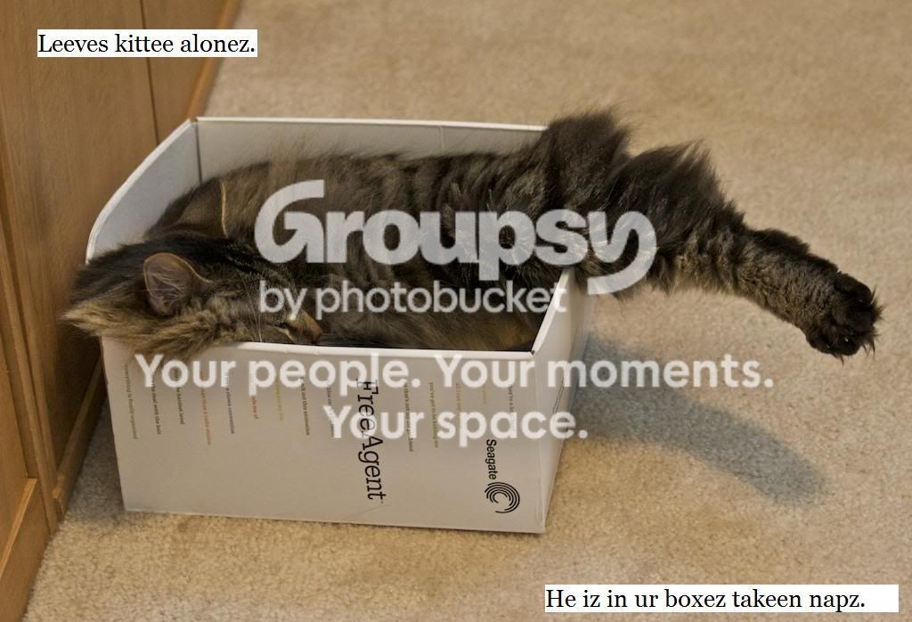 lazycat.jpg