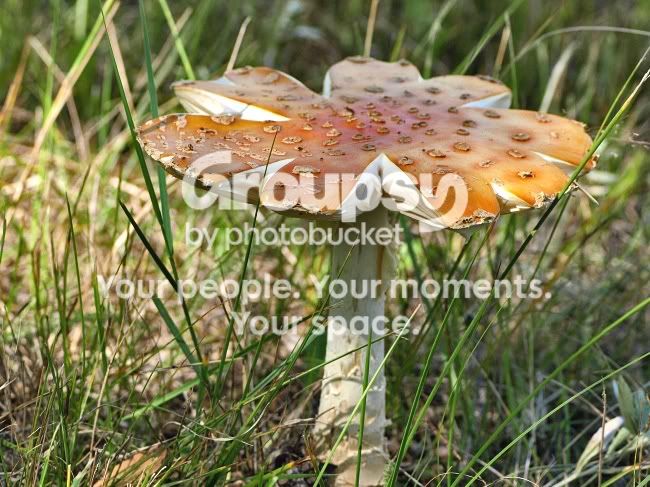 Mushroomumbrella.jpg