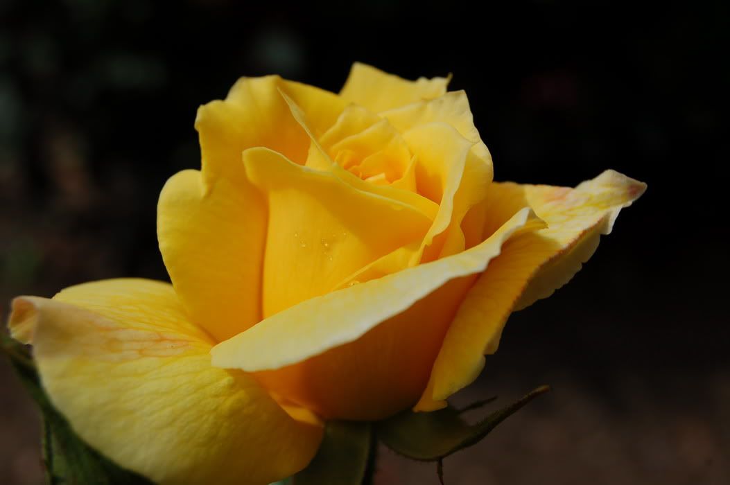 DSC_0010.jpg