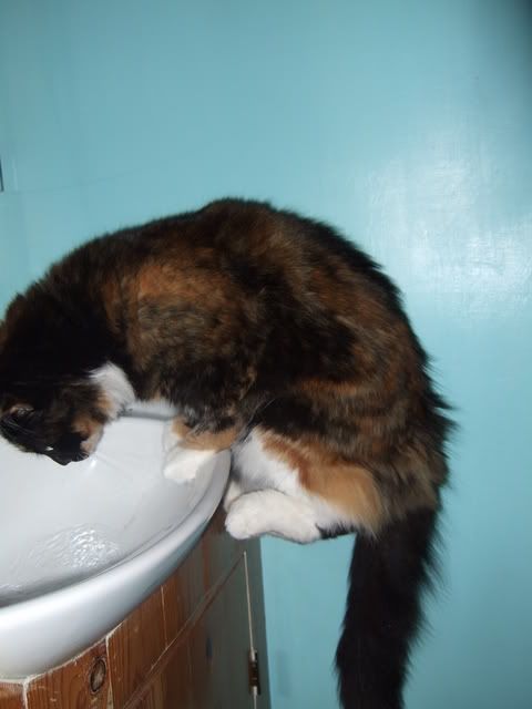 DSCF3352.jpg