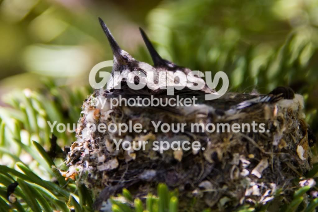 hummingbirdj.jpg