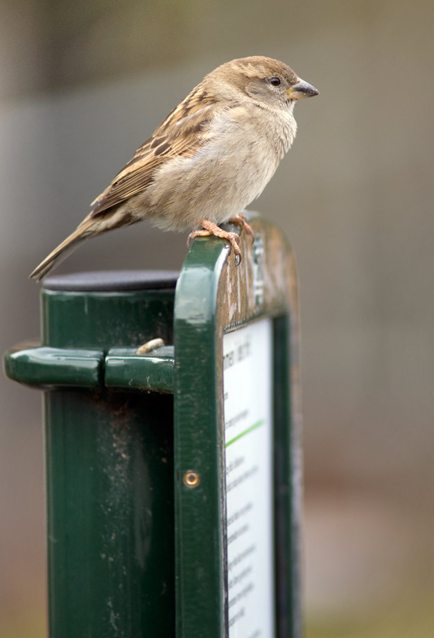 sparrow_08.jpg