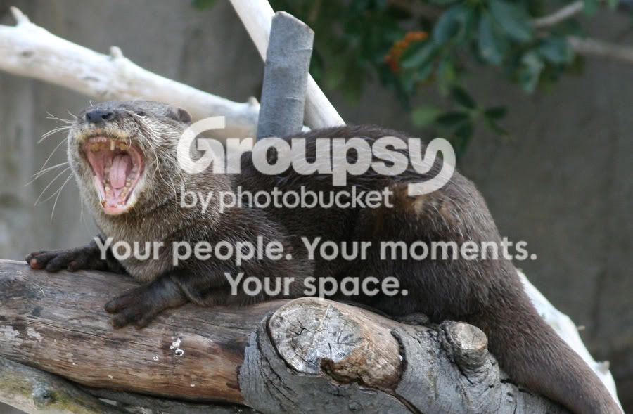 otter.jpg