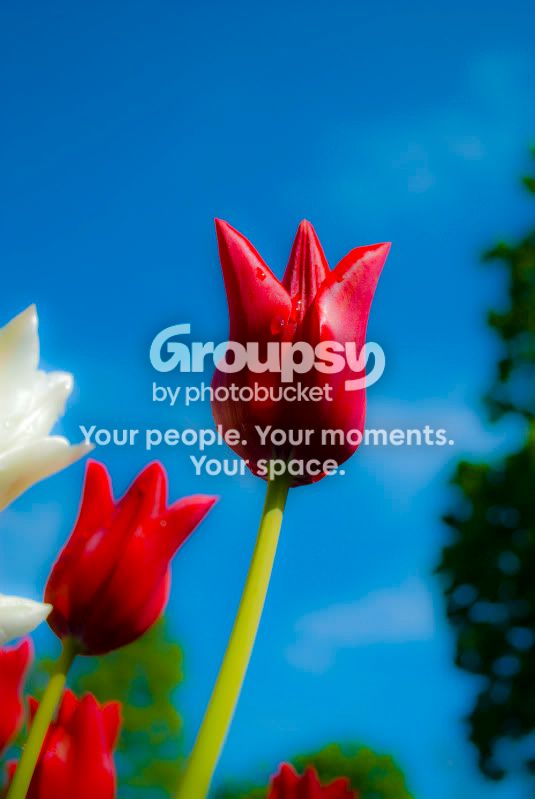 Tulip.jpg