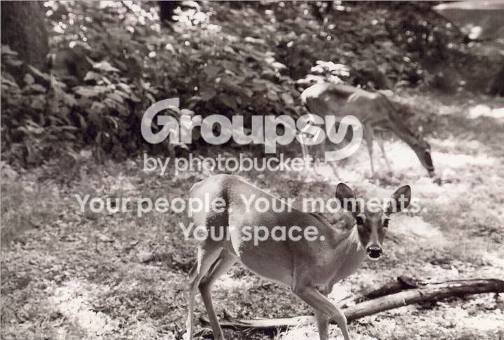deers.jpg