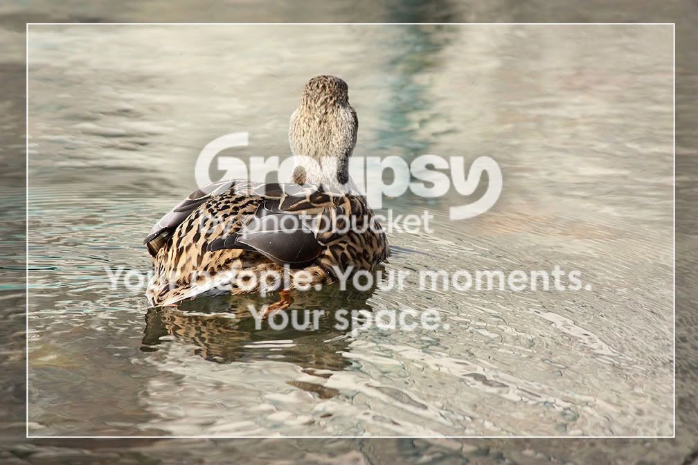 Mallard1.jpg