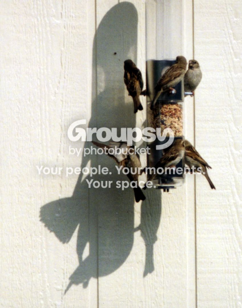 Yardbird015.jpg