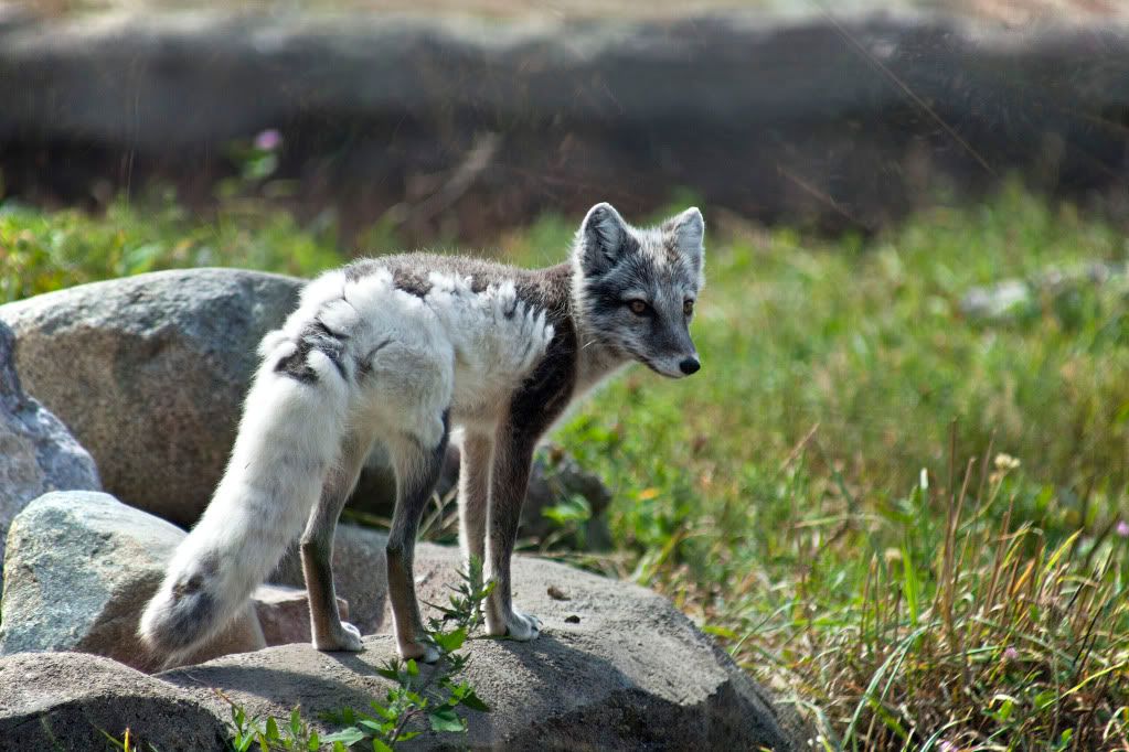 ARCTIC-FOX.jpg