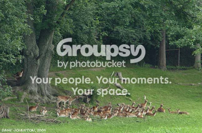 dave-deer.jpg
