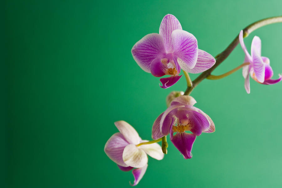 Flower_III_by_Noxire.jpg