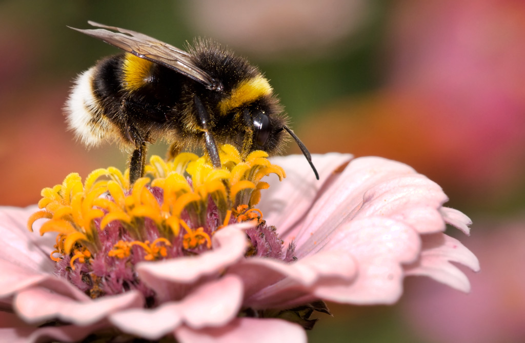 bee_18.jpg