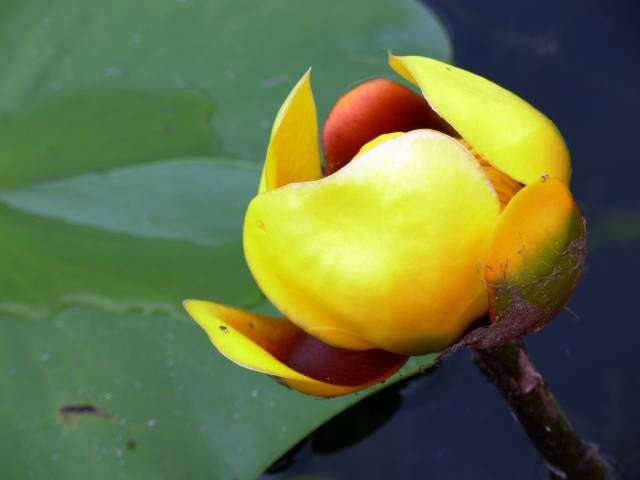 waterlilydscn0889ps3lj.jpg