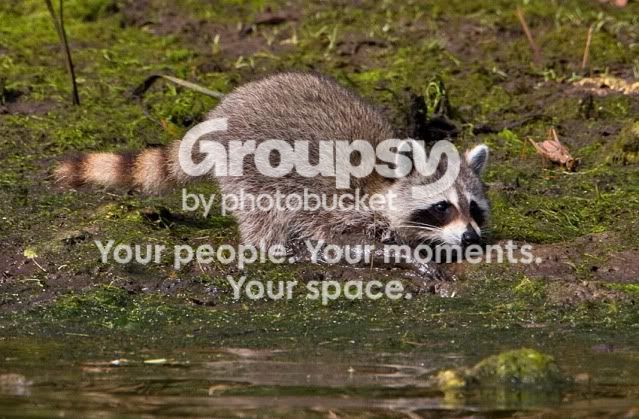 Baby-Racoon_boat-outing-3.jpg