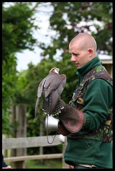 IMG_0147AmericanKestrel.jpg