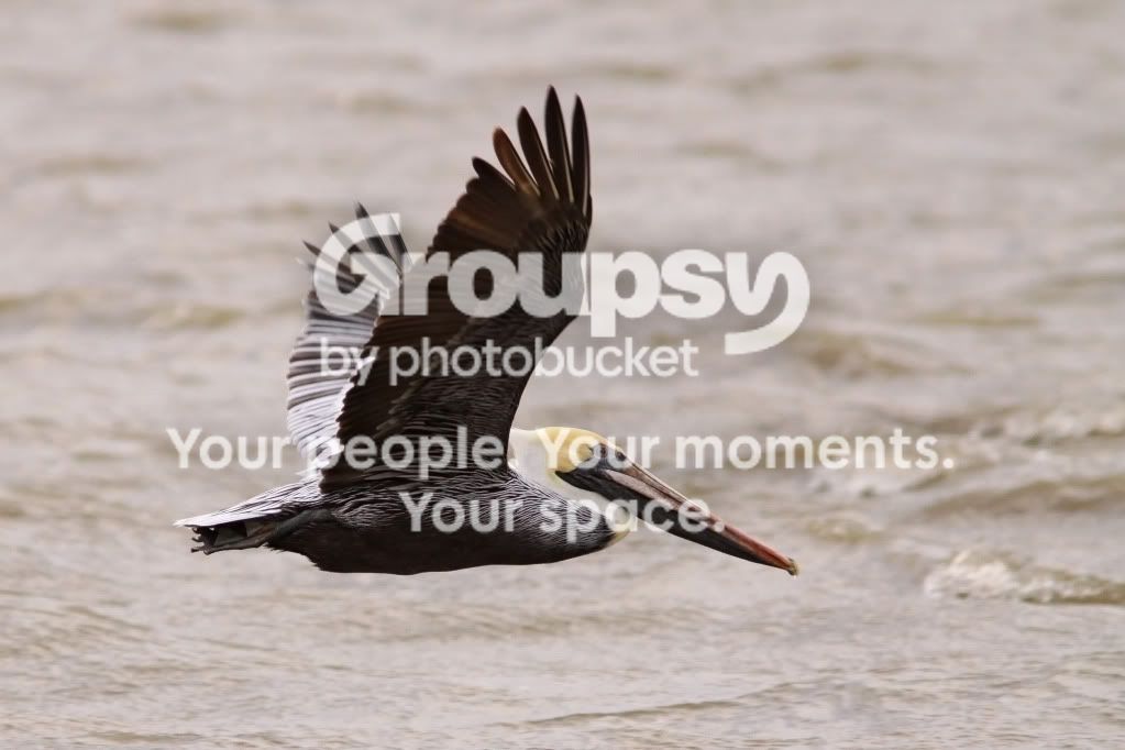 flyingpelican.jpg