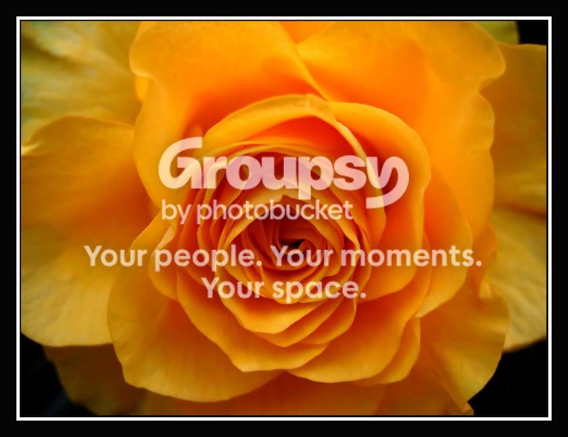 00_gelbeBlume_Rose.jpg