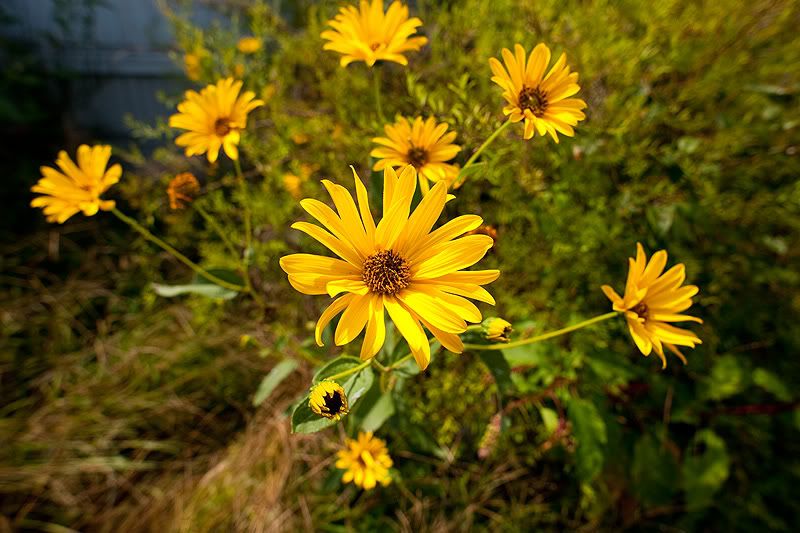 Flowers20mm.jpg