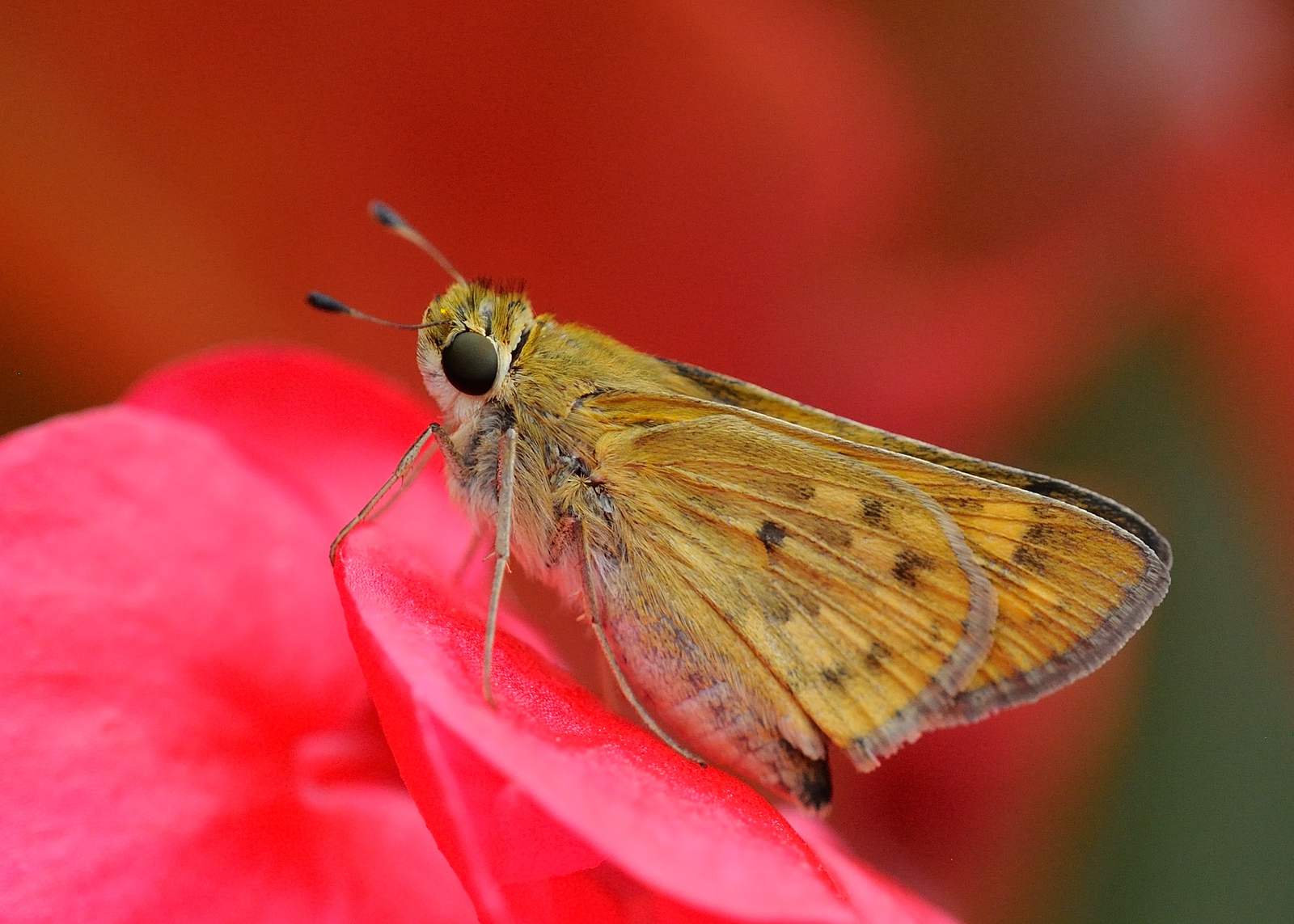 DSC_00441-X3.jpg