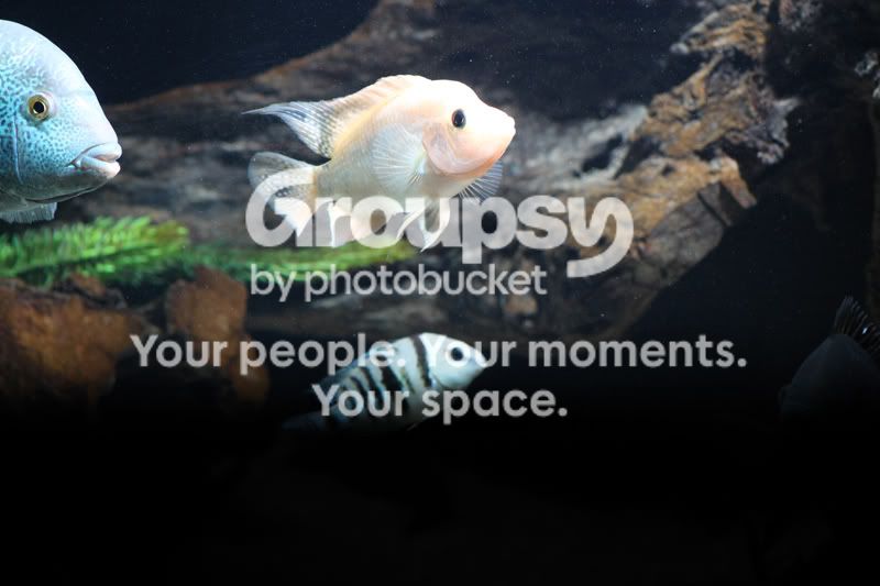 shutterc.jpg