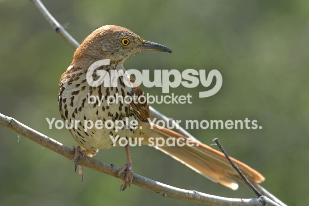 Brownthrashertwo_zpsfb138743.jpg