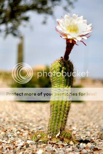 cactuscomparison_5477share.jpg