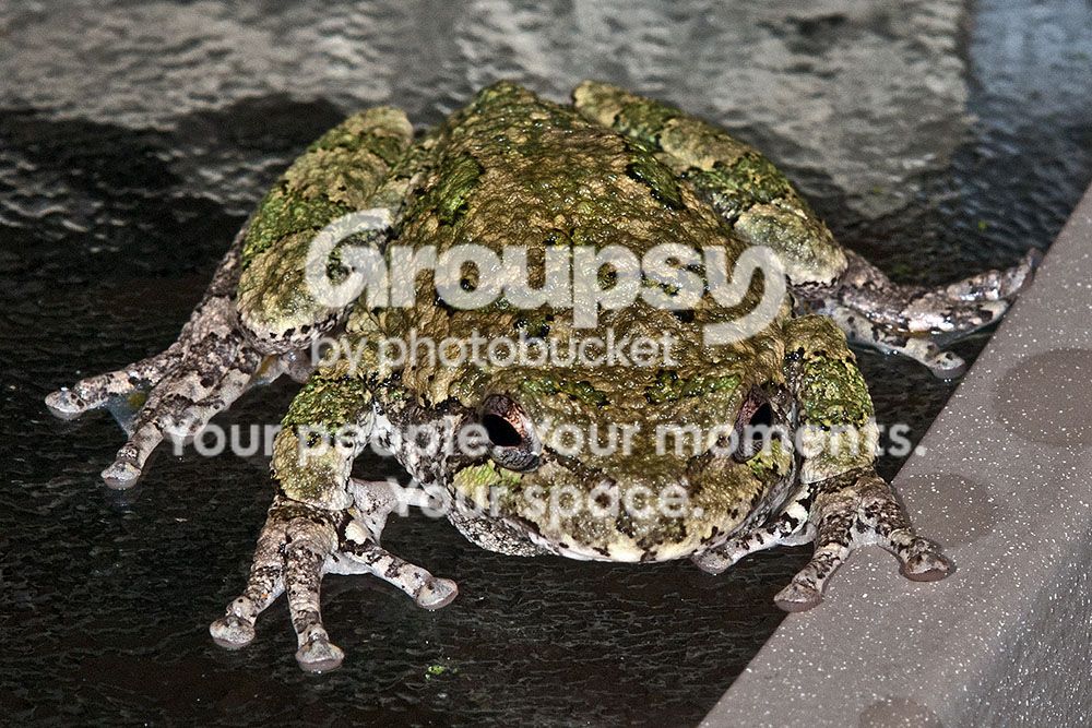 FrogonTable004copy.jpg