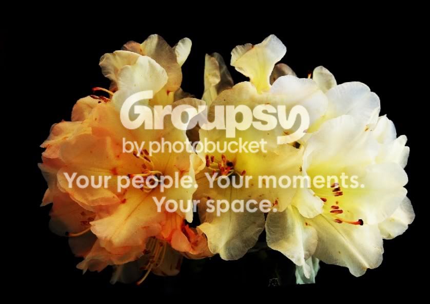 colorfulflower.jpg
