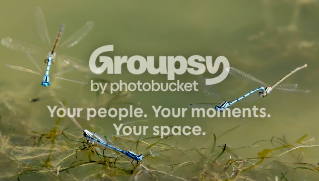 Dragonfly5.jpg