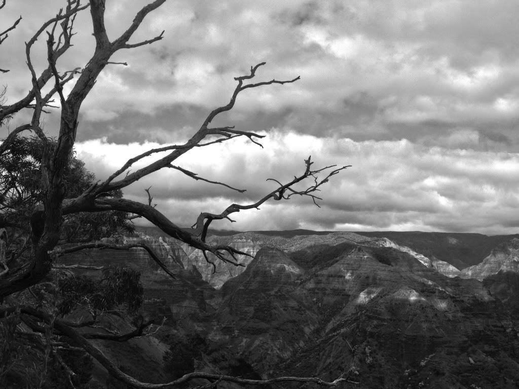 CanyonTree-1.jpg