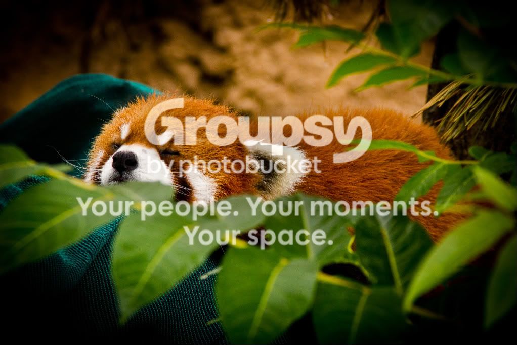 redpanda-1053-1.jpg