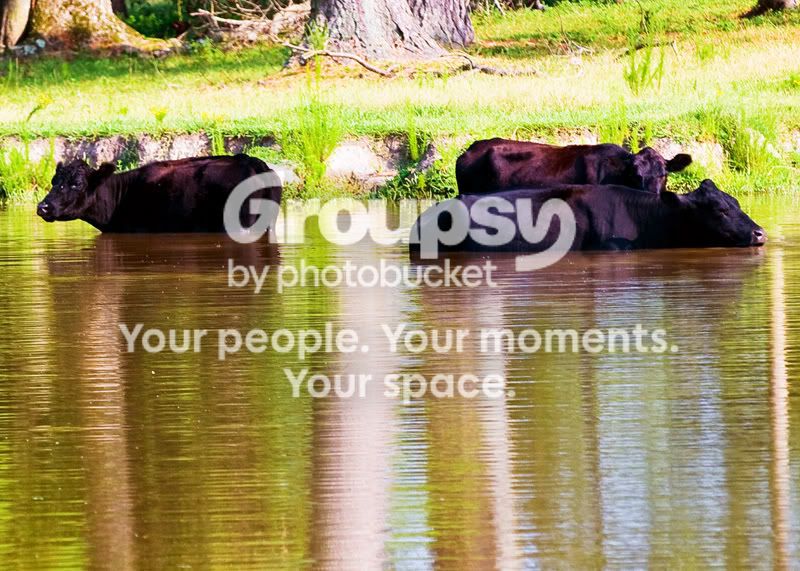 Cows-In-Water-7-Edit.jpg