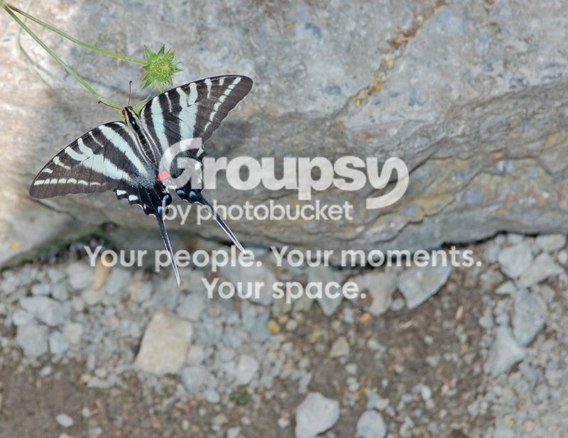 Butterfly001.jpg