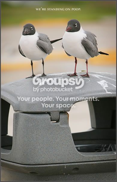 birds-sm.jpg