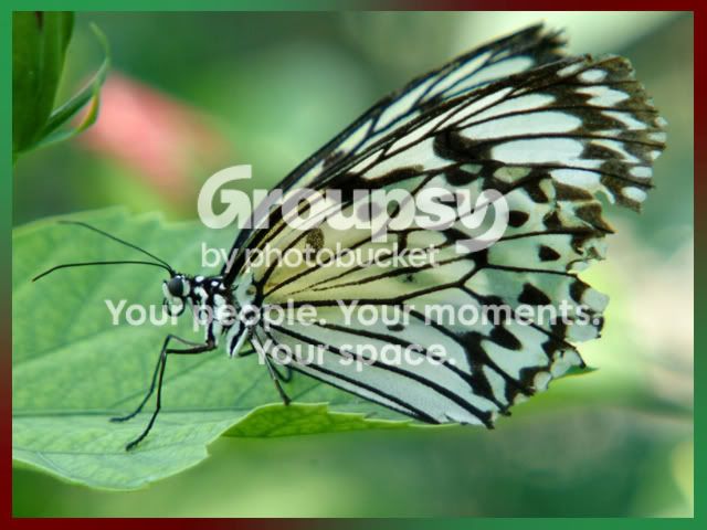 Butterfly.jpg