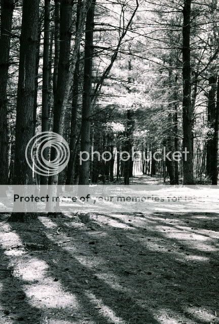 PineWalk.jpg