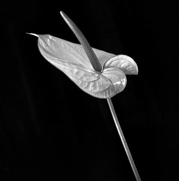 0865-L.jpg