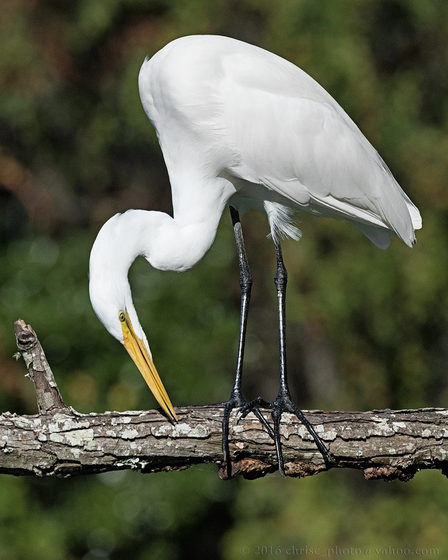 beak-maintenance-jpg.128540