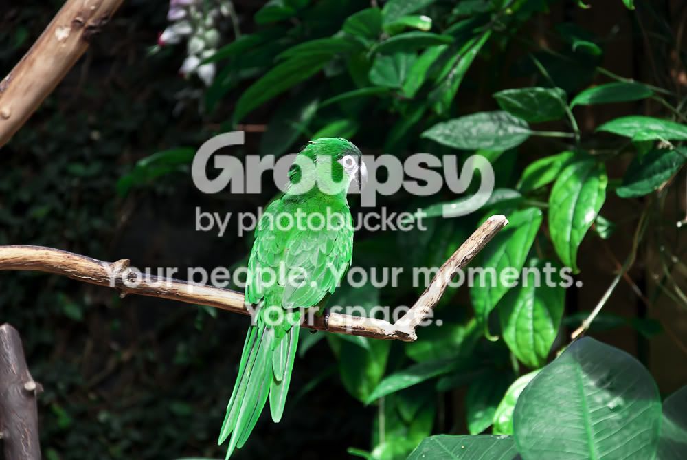 greenparrot.jpg