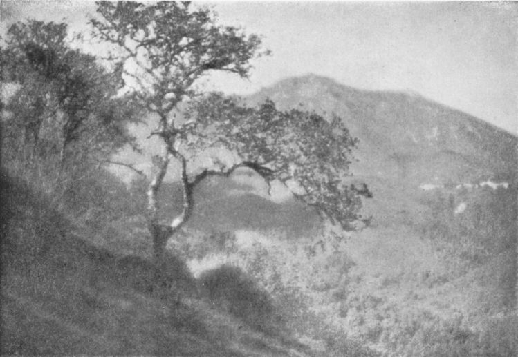 tamalpai.jpg