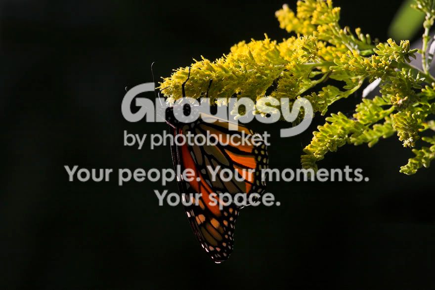 Monarch5.jpg
