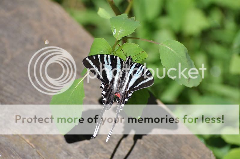 Butterfly3468resized.jpg