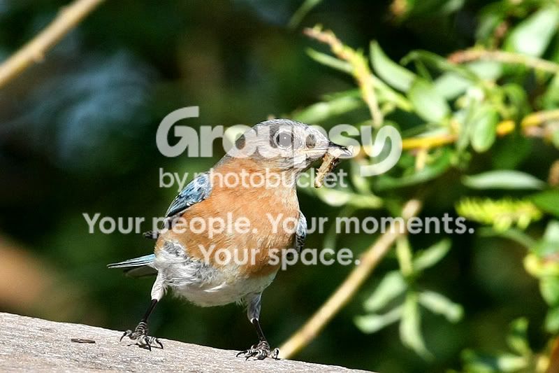 bluebirddinner.jpg