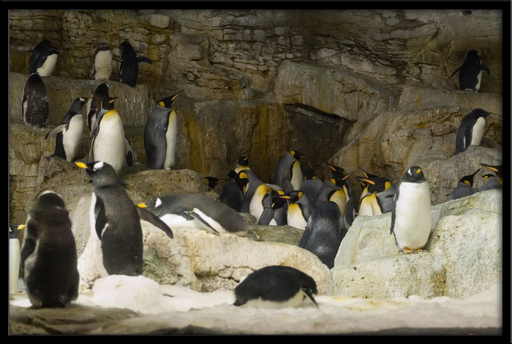 Penguin4.jpg