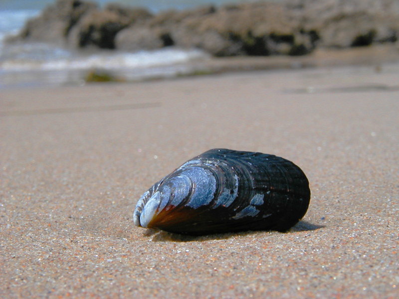 shell.jpg