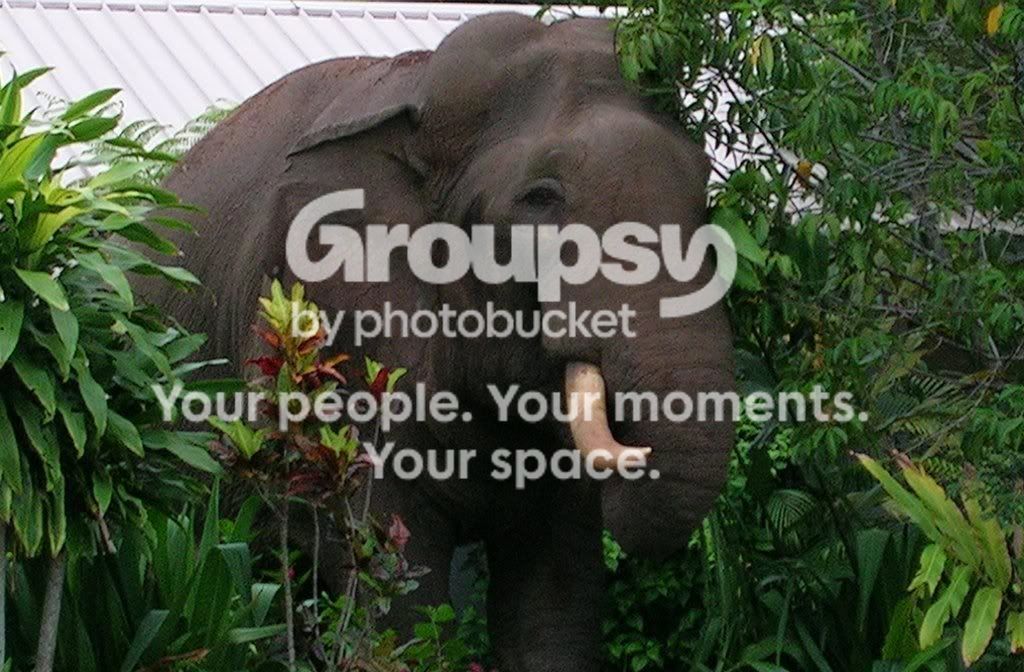 Elephant2v2.jpg